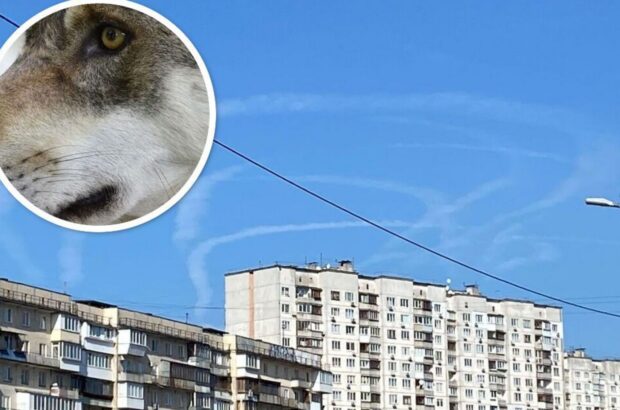 На Оболоні вовк, якого утримували в багатоповерхівці, поранив жінку