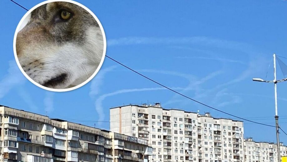 На Оболони волк, удерживаемый в многоэтажке, ранил женщину