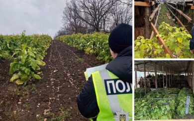 В Хмельницкой области разоблачили масштабное подпольное производство табака на 25 млн грн