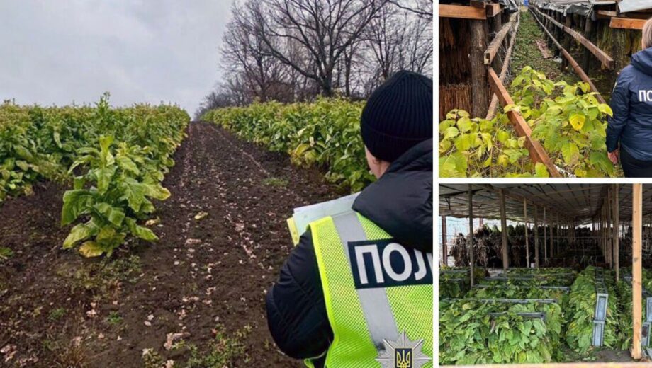 В Хмельницкой области разоблачили масштабное подпольное производство табака на 25 млн грн