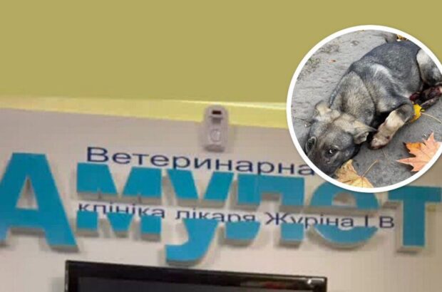 »Голос тех, кого не слышат»: в клинике »Одесский Амулет» умер пес – вероятно, это не единичный летальный случай