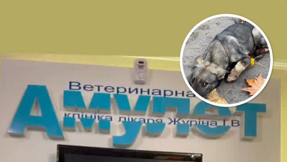 »Голос тех, кого не слышат»: в клинике »Одесский Амулет» умер пес – вероятно, это не единичный летальный случай