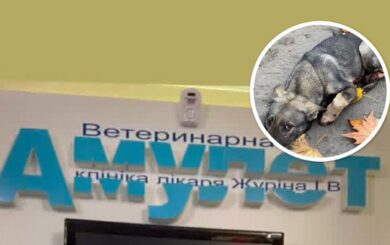 ”Голос тих, кого не чують”: у клініці ”Одеський Амулет” помер пес – ймовірно, це не поодинокий летальний випадок