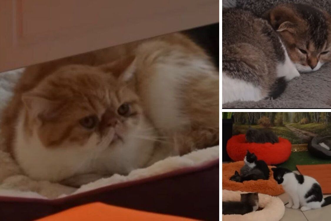 Пари ''Cat lounge''. Незаконное содержание кошек