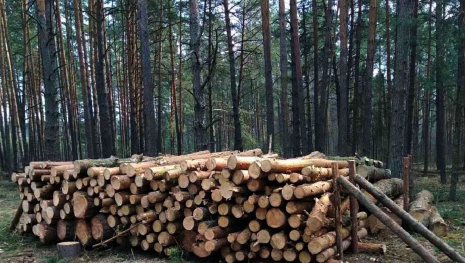 Штрафы за незаконную заготовку дров 2025: что нужно знать украинцам