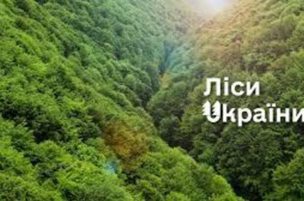 Власти пересматривают кадровые решения в лесной отрасли: обсудили изменения в »Лесах Украины»