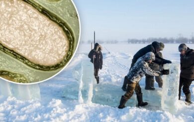 Віруси арктичних ”зомбі” з Сибірі можуть спричинити страшну пандемію — The Guardian