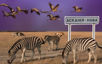 Воєнний злочин проти заповідника ”Асканія-Нова”: окупаційного ”директора” підозрюють у розграбуванні рідкісних тварин