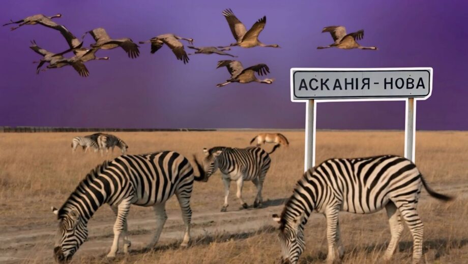 Воєнний злочин проти заповідника ”Асканія-Нова”: окупаційного ”директора” підозрюють у розграбуванні рідкісних тварин
