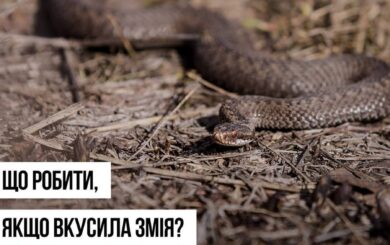Укусы змей: три вида гадюк, которых следует опасаться этой весной