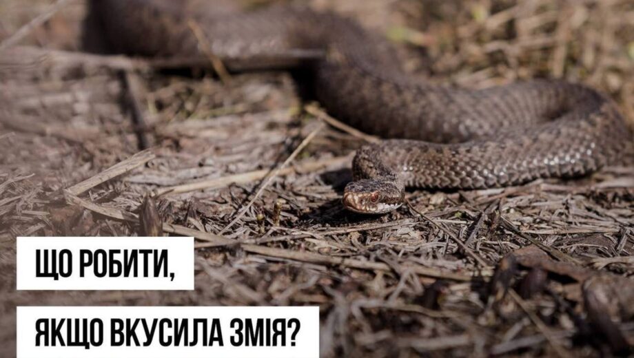 Укусы змей: три вида гадюк, которых следует опасаться этой весной