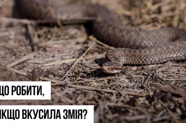 Укуси змій: три види гадюк, яких варто остерігатися цієї весни