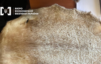 На Закарпатье будут судить руководителя предприятия за контрабанду меха более чем на 11 млн грн