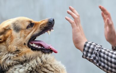 На Київщині — сказ: громадян закликали вакцинувати домашніх улюбленців