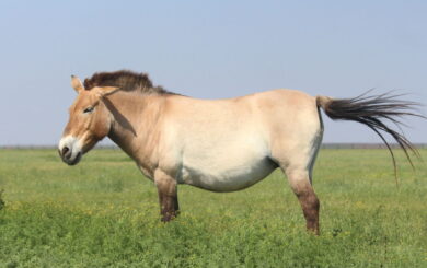 Смерть дикого коня в Чорнобилі: зона відчуження залишається небезпечною після окупації