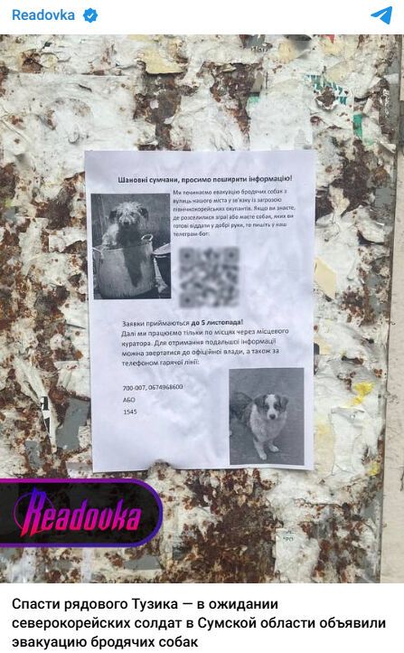 Фейк об эвакуации собак