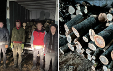 В Кировоградской области разоблачили преступную группу, которая незаконно вырубила деревьев более чем на миллион гривен