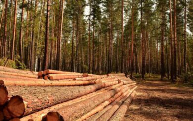 На Закарпатті судитимуть посадовців лісової галузі за збитки довкіллю