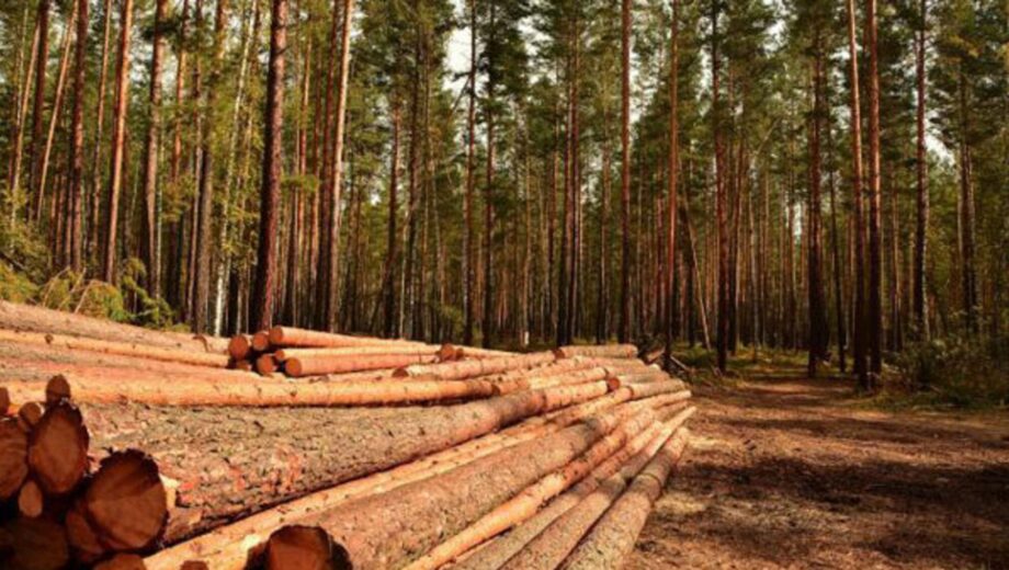 На Закарпатье будут судить чиновников лесной отрасли за ущерб окружающей среде