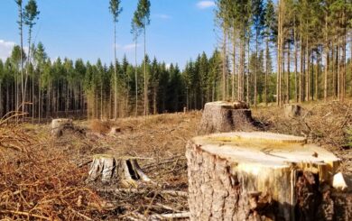 Миллионы на пеньках: как чиновник из Кировоградщины уничтожил лес, который мог спасти жизнь на фронте