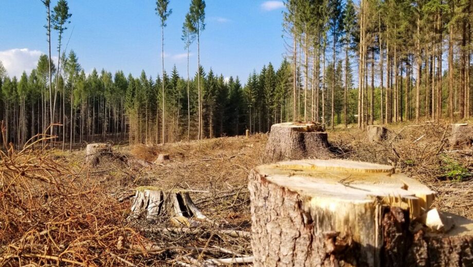 Миллионы на пеньках: как чиновник из Кировоградщины уничтожил лес, который мог спасти жизнь на фронте