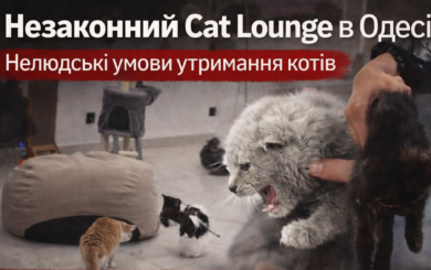 ”Котолаунж” чи табір для виживання котів? Нові деталі скандалу з ”орендою” тварин в Одесі
