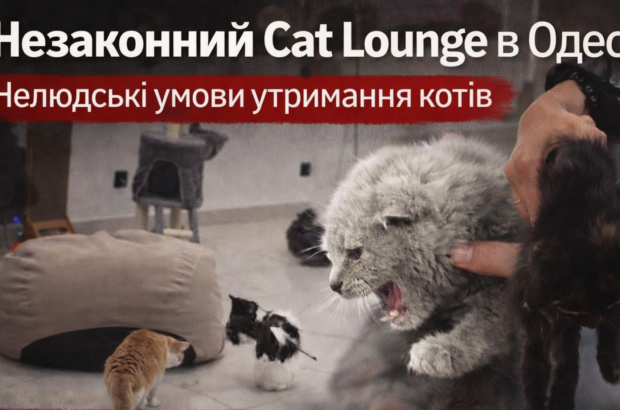 ”Котолаунж” чи табір для виживання котів? Нові деталі скандалу з ”орендою” тварин в Одесі