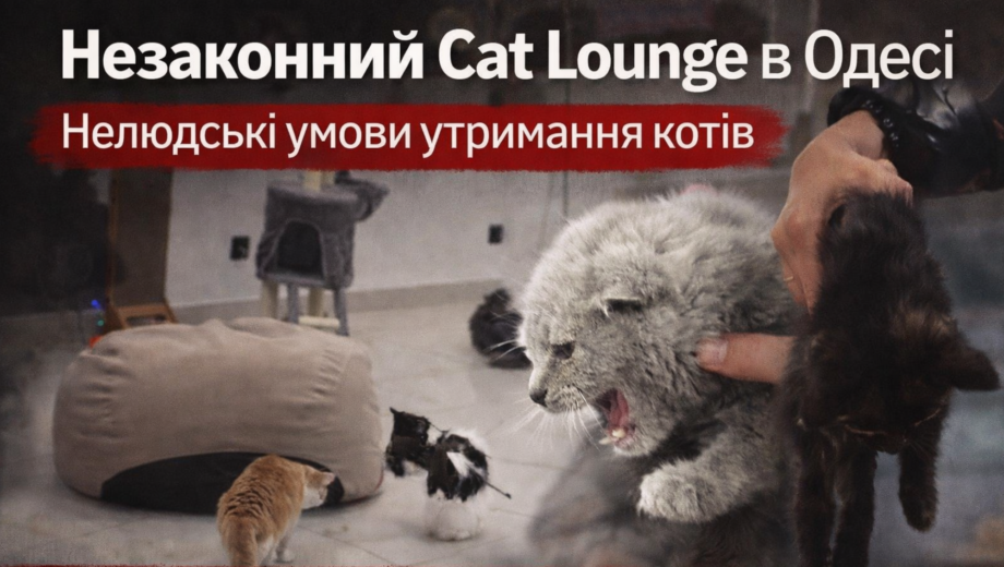 »Котолаунж» или лагерь для выживания кошек? Новые детали скандала с »арендой» животных в Одессе