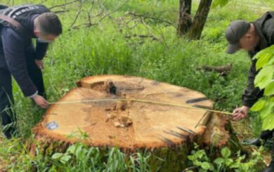 На Закарпатье разоблачили руководство военного лесничества: незаконная вырубка более чем на 1,5 млн грн