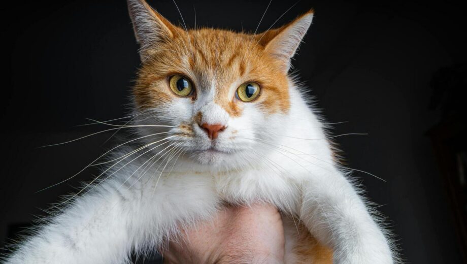 Усатый герой: кот спас семью во Львовской области, разбудив хозяев во время пожара