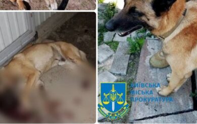 В Киеве мужчина застрелил бельгийскую овчарку – ему сообщено о подозрении