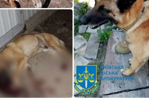 В Киеве мужчина застрелил бельгийскую овчарку – ему сообщено о подозрении