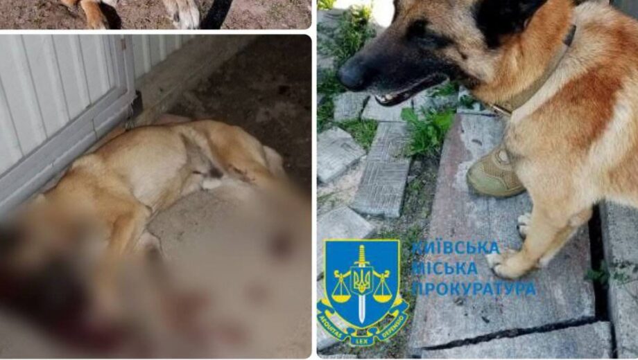 В Киеве мужчина застрелил бельгийскую овчарку – ему сообщено о подозрении
