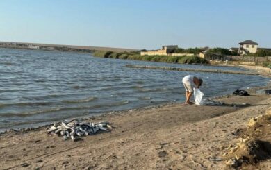 Аномальна спека в Криму спричинила масову загибель риби в морі та прісних водоймах