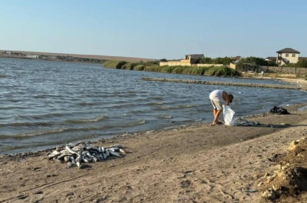 Аномальна спека в Криму спричинила масову загибель риби в морі та прісних водоймах