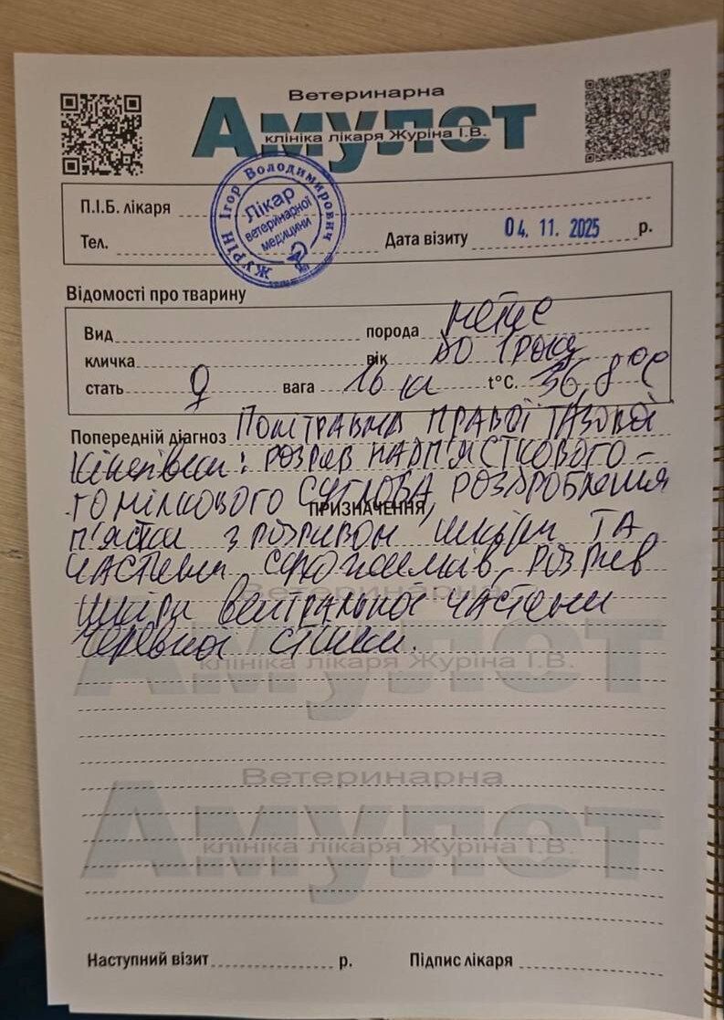 ''Голос тех, кого не слышат'': в клинике ''Одесский Амулет'' умер пес – вероятно, это не единичный летальный случай