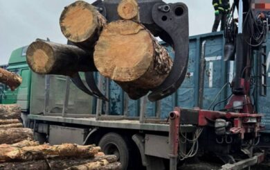 Контрабанда лісу до Румунії вагонами: в Україні припинили потужну схему вивезення деревини