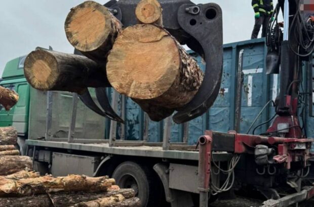Контрабанда лісу до Румунії вагонами: в Україні припинили потужну схему вивезення деревини
