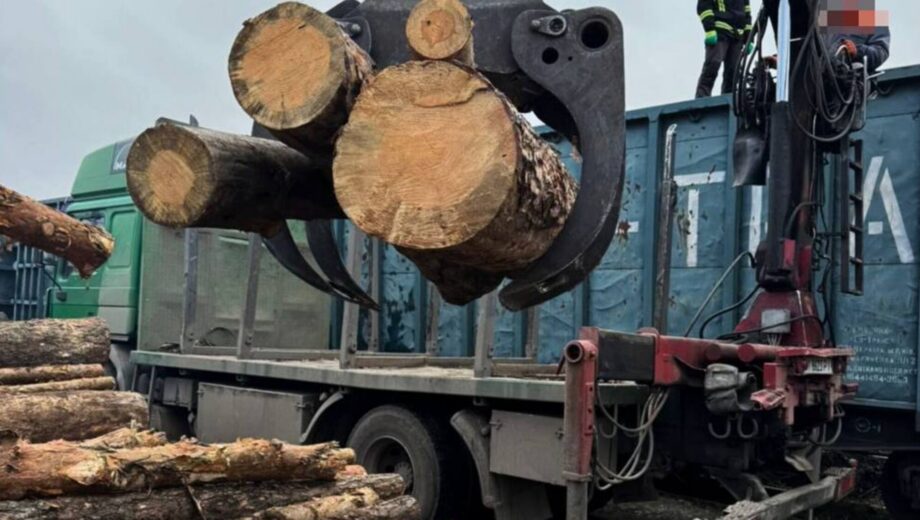 Контрабанда лісу до Румунії вагонами: в Україні припинили потужну схему вивезення деревини