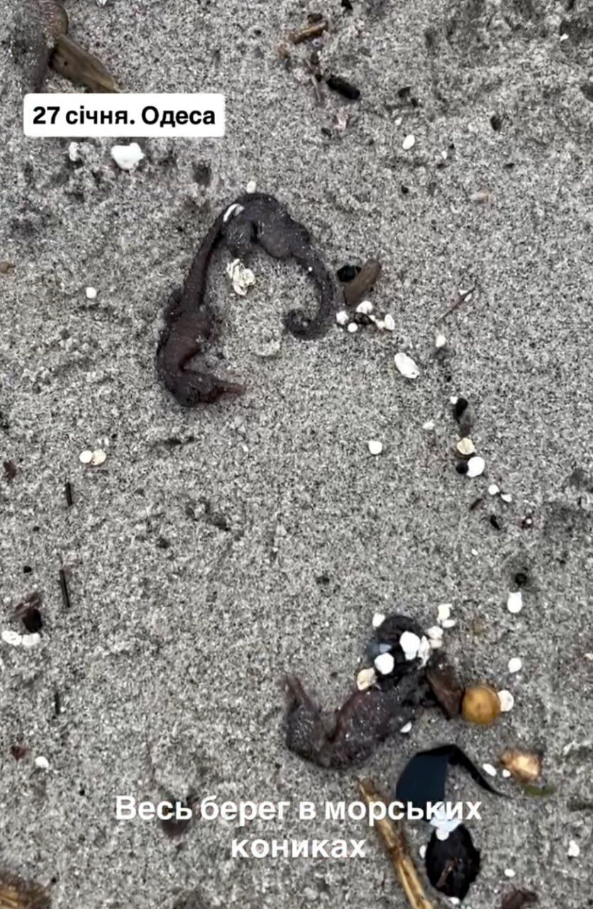 Экологи фиксируют массовую гибель морских коньков на одесских пляжах