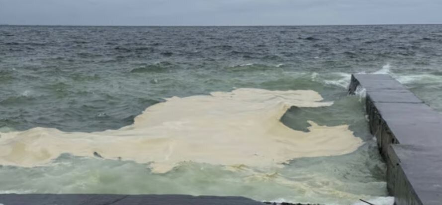 Экологи фиксируют массовую гибель морских коньков на одесских пляжах