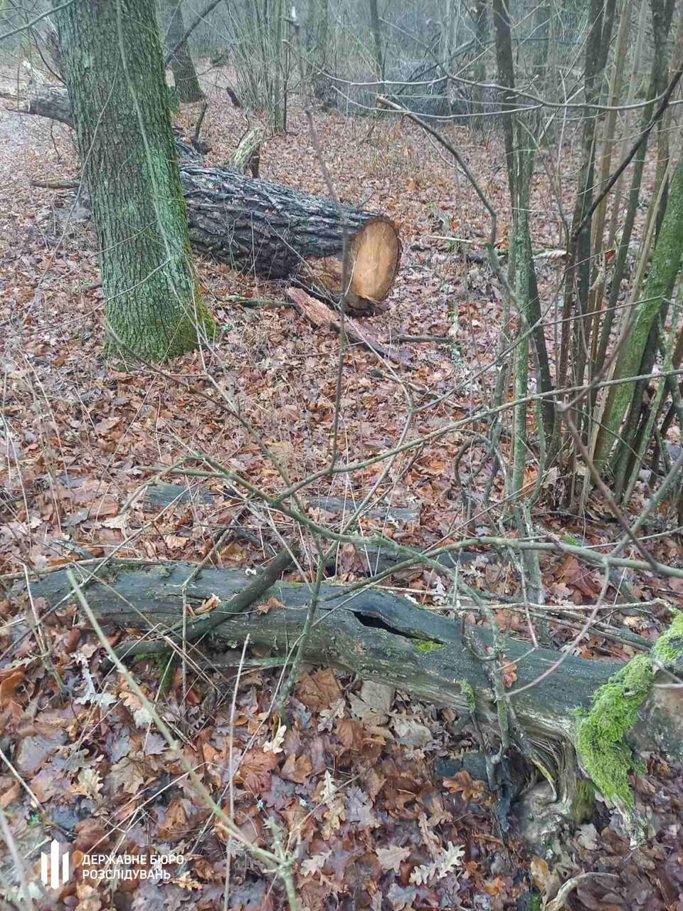 В ''Белоозерском'' нацпарке срубили 44 дерева: ГБР объявило подозрение трем чиновникам
