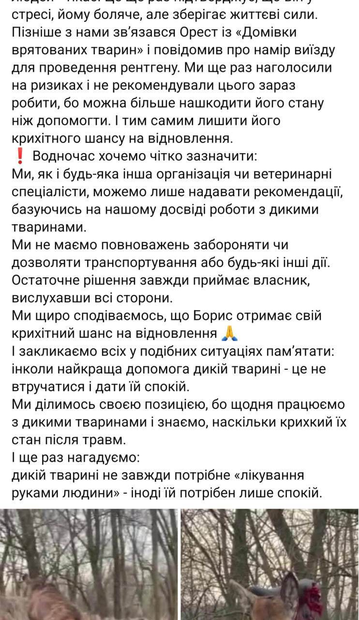 Олень Борис: реальність vs емоції
