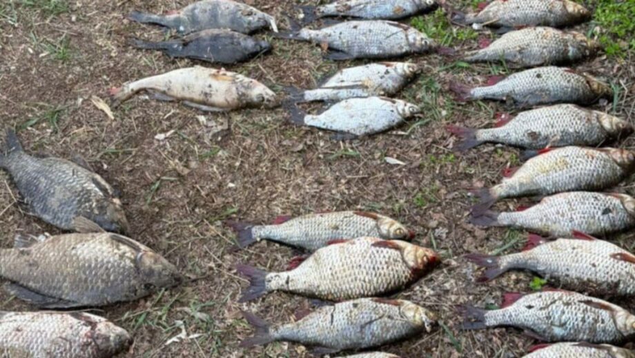 Более 67 тысяч гривен убытков за сетки: на Каневском водохранилище во время нереста поймали браконьера