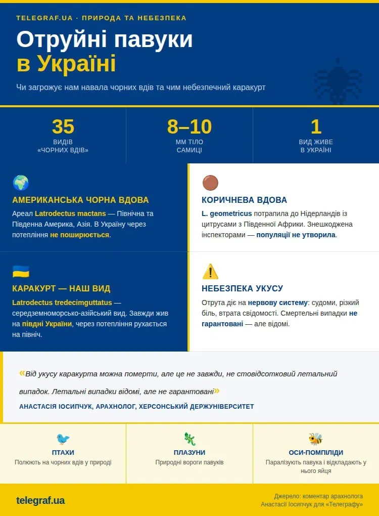 Тень с восемью лапами: действительно ли в Украине появляются опасные пауки