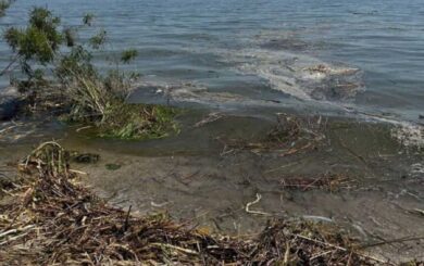 Экологи фиксируют массовую гибель морских коньков на одесских пляжах