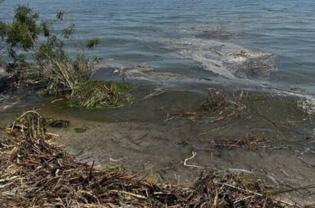 Экологи фиксируют массовую гибель морских коньков на одесских пляжах