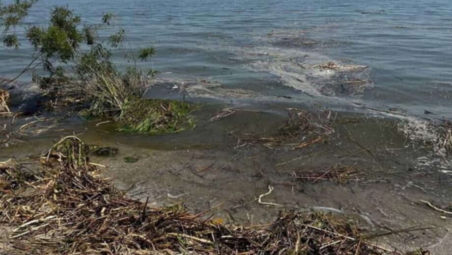 Экологи фиксируют массовую гибель морских коньков на одесских пляжах