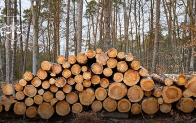 Незаконная вырубка лесов во Львовской области: в суд передали дело с убытком более 42 млн гривен