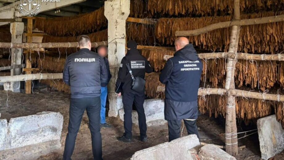 В Закарпатье разоблачили подпольную табачную сеть с плантациями на 25 гектарах
